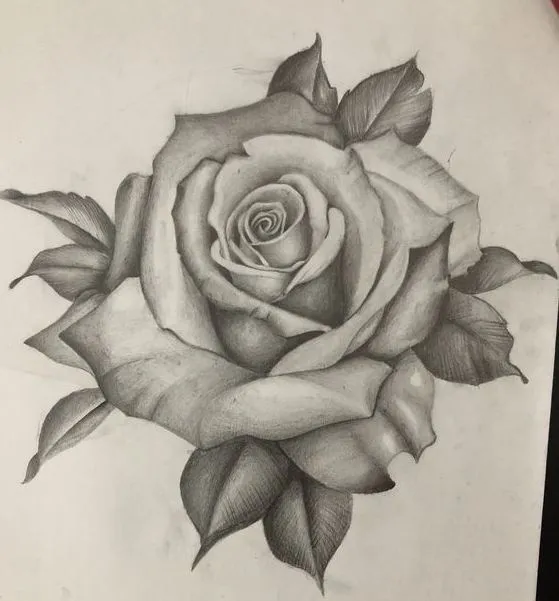 Rose Final Drawing with Pencil