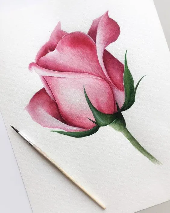Colored Drawing of a Rose