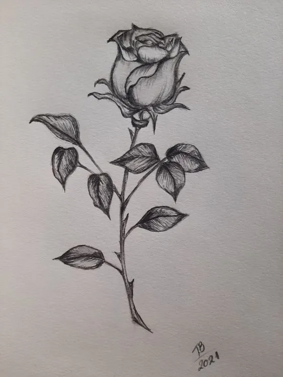 Flower Drawing with Shadows